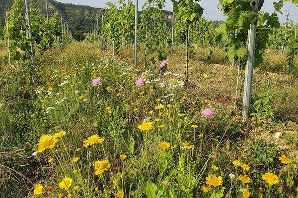 20210722 182353 ausgerichtet lkp k ppelberg nord lea schubert klein