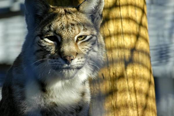 luchs